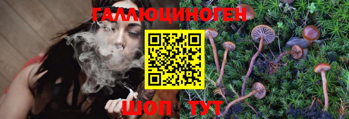 Галлюциногенные грибы Psilocybine cubensis Северск